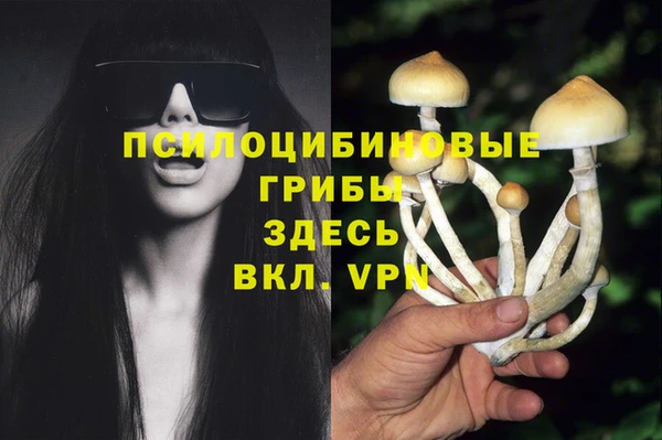 прущие грибы Абинск